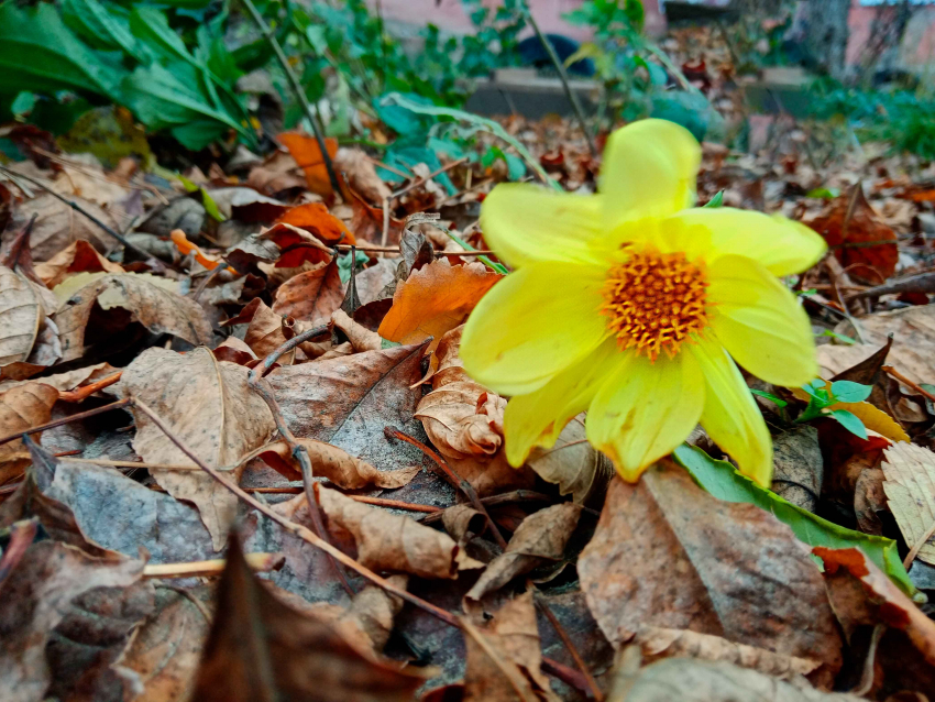 Очаровательное предзимье: в Камышине случился на редкость долго цветущий ноябрь