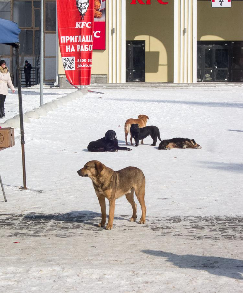 В Волгоградской области даже зоозащитники признали, что бродячих псов нельзя кормить где попало