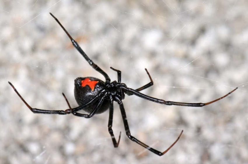 Каракурты наступают: смертельно опасные пауки появляются в Волгоградской области, - «Блокнот Волгограда"