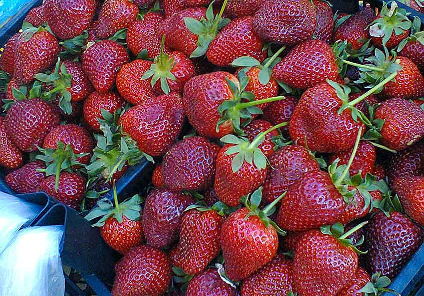 В Камышине клубнику уже можно купить по 350 рублей за килограмм