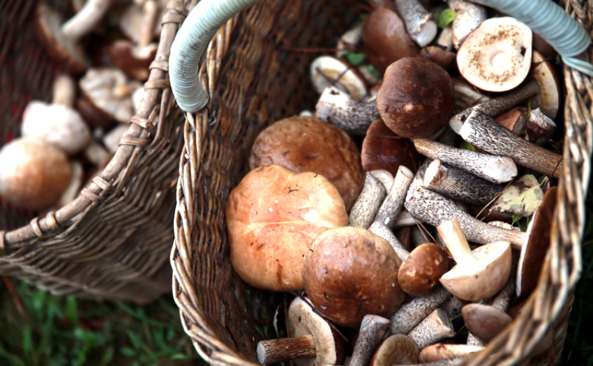В Волгоградской области зафиксировано 13 отравлений грибами нового урожая