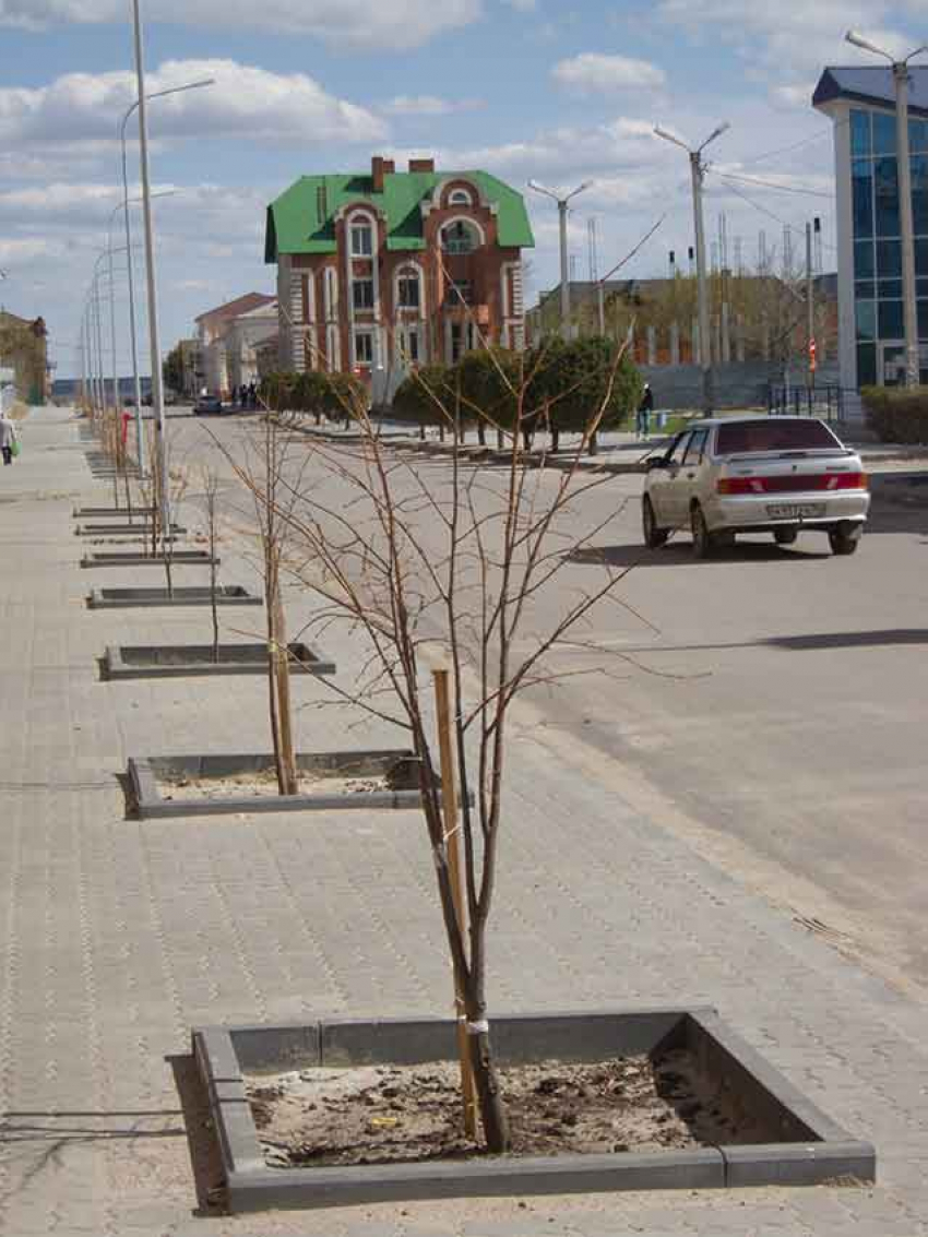На улице Октябрьской высадили молодые деревья, но конкретные сроки окончания реконструкции так и не называются