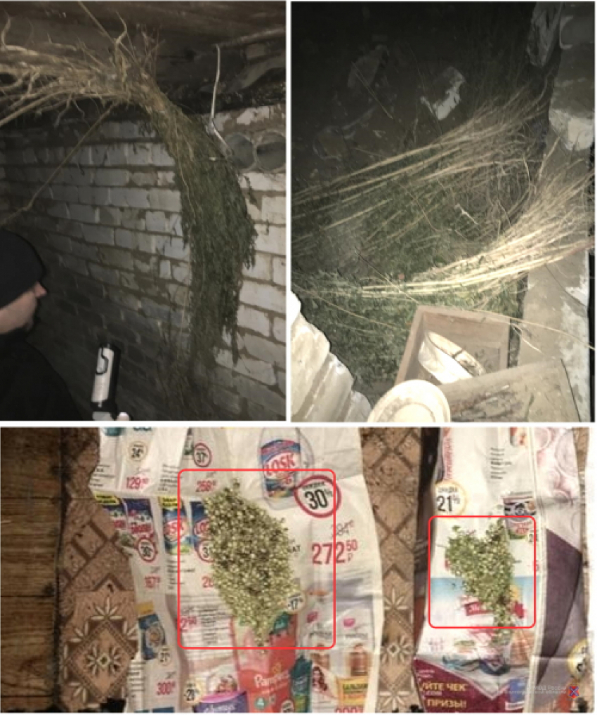 В Камышине полицейские изъяли у местного жителя четыре килограмма растительного наркотика