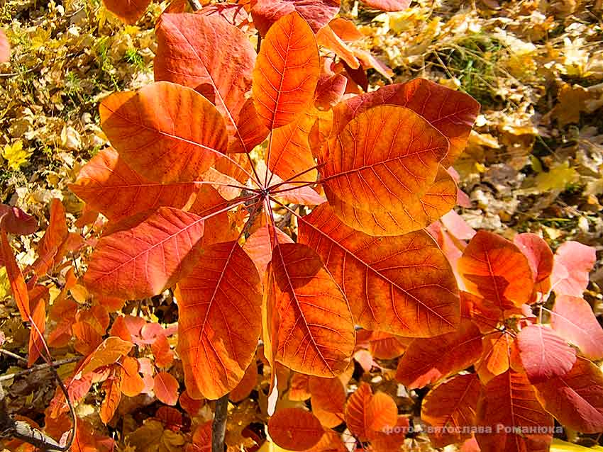 В Камышине в конце недели пройдет небольшой дождь и опять потеплеет 