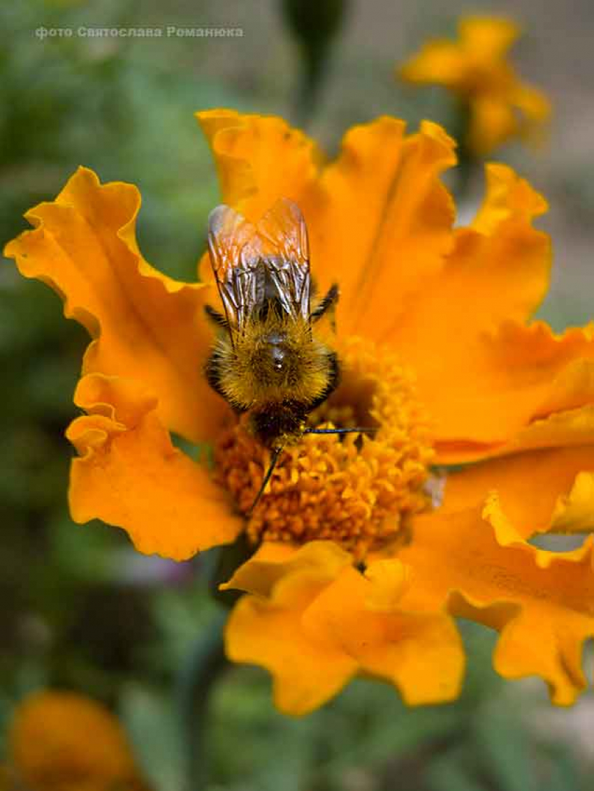 В Камышине неделя заканчивается солнечными днями без изнуряющей жары