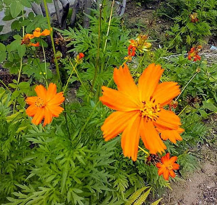 К Камышину приближается грозовой фронт, жара будет сдавать позиции