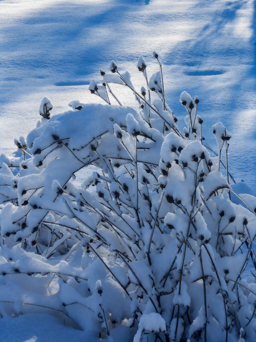 20 градусов мороза и снег: погода в Камышине на начало недели