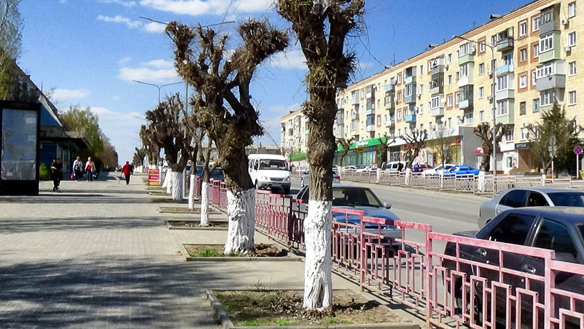 В Камышине на центральных улицах перед Пасхой побелили деревья