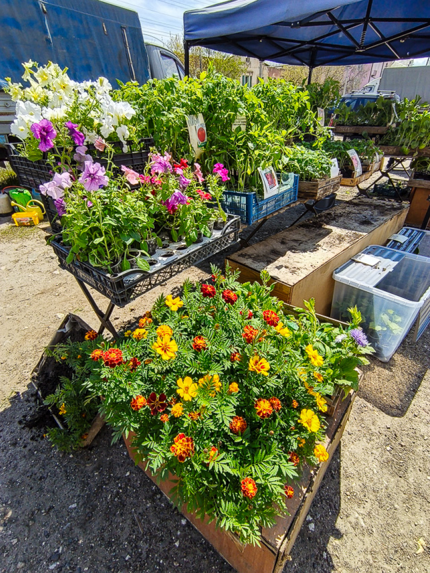 В Камышине начались распродажи садовых цветов
