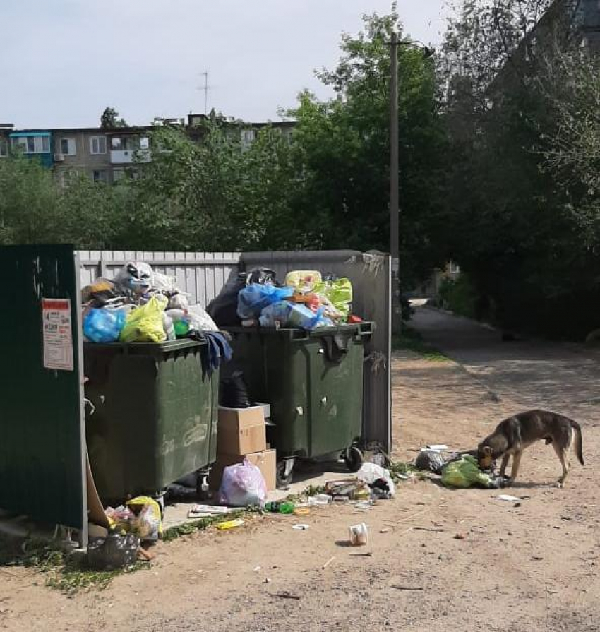 Администрация Камышина через апелляцию отстаивает мусорную стоянку, опасную для взрослых и детей