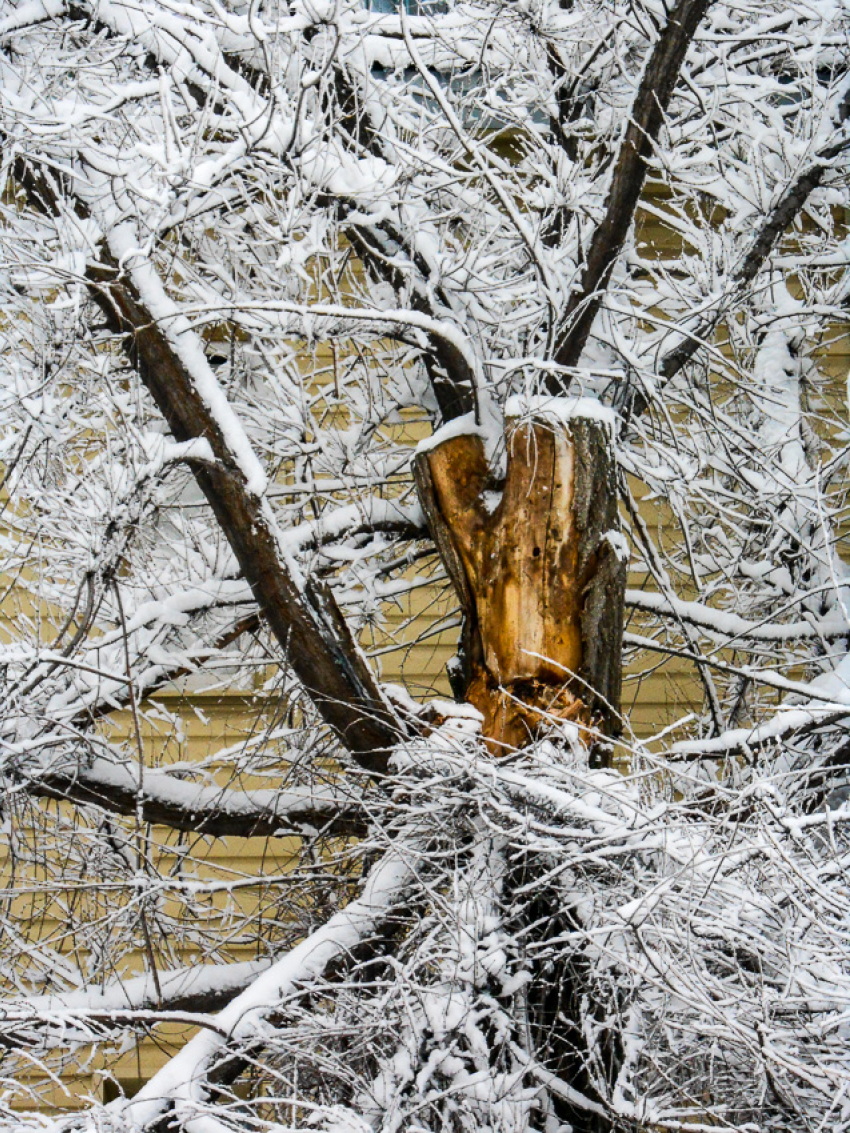 В Камышине под тяжестью снега начали ломаться деревья