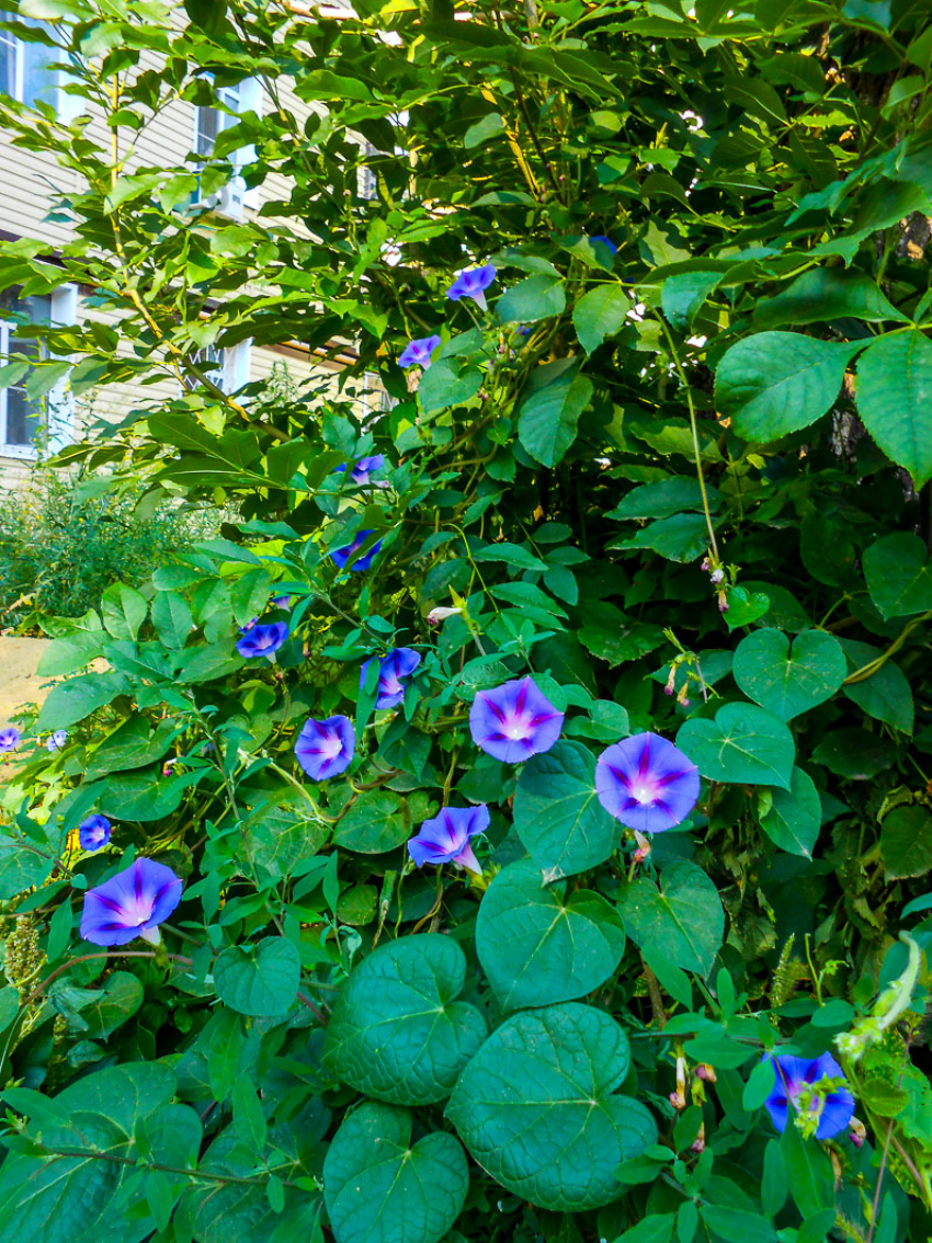 Мошенники заставили студентку выбросить из окна почти 3 миллиона