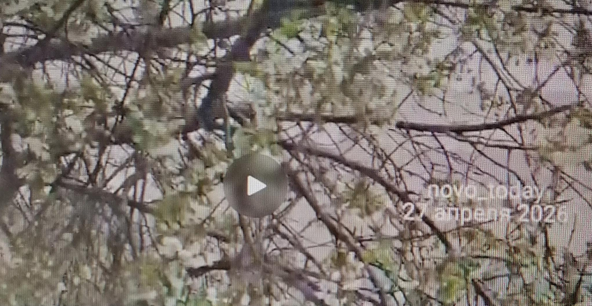 Немного севернее Камышина сегодня, 27 апреля, снег засыпает цветущие вишни (ВИДЕО)