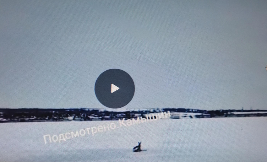 В Камышине взволнованно обсуждают видео с травмированной косулей и спрашивают о ее судьбе (ВИДЕО)