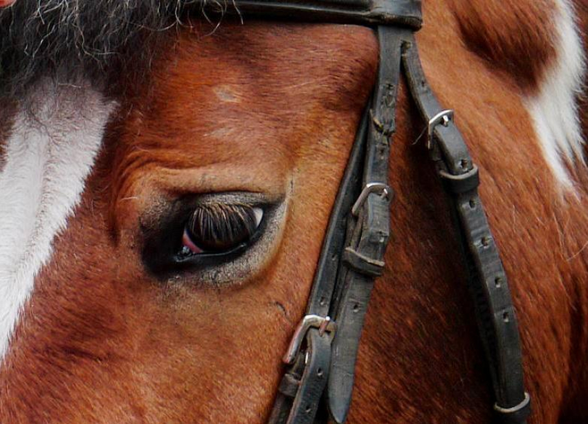 Под Котово в Волгоградской области за что-то расстреляли молодого рыжего коня