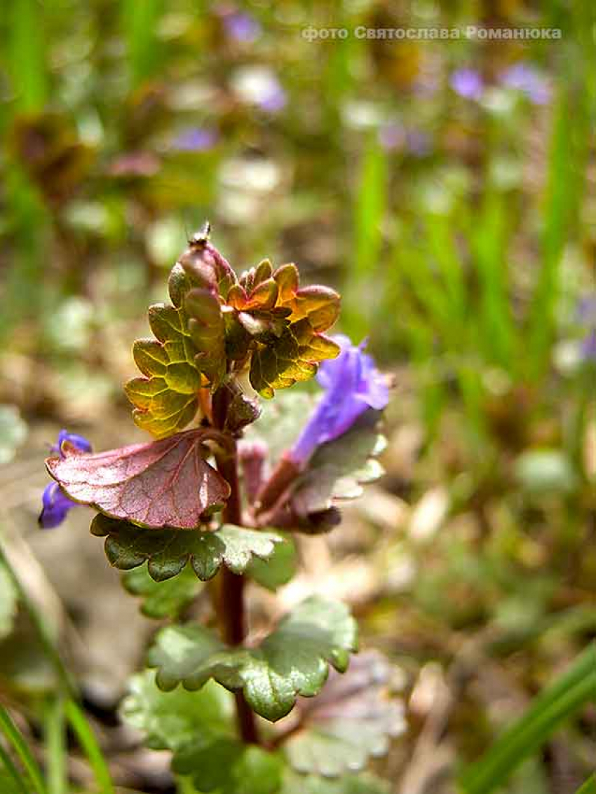 Ветры не прекратят свои «разборки» над Камышином, в среду и четверг сохранится неустойчивая холодная погода