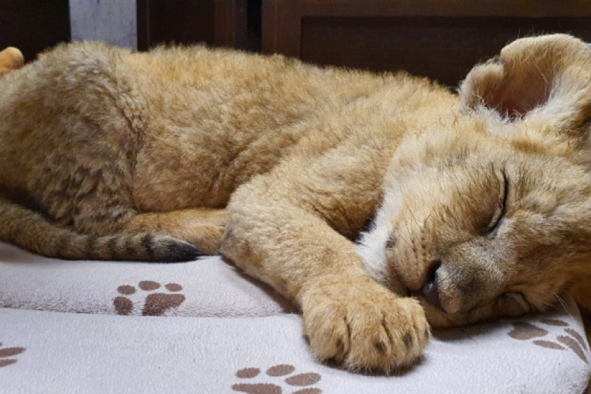 Полицейские спасли львенка с воспалением легких