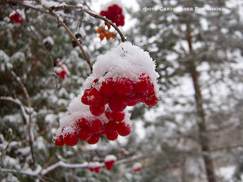 Первый снег пророчат Волгоградской области через неделю