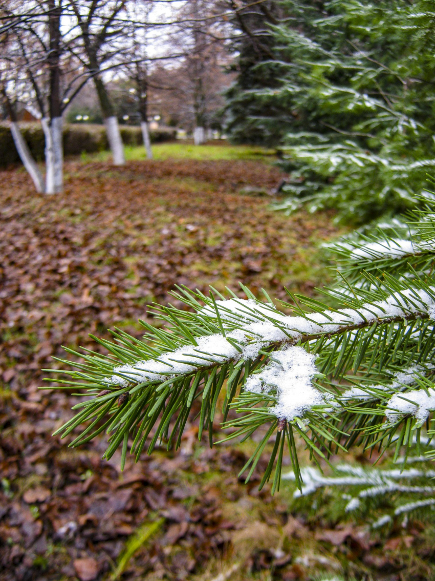 Арктические ветра продуют Волгоградскую область, в том числе Камышин, на ближайших выходных