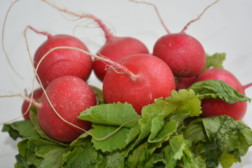 Редиска для первой весенней окрошки оказалась «золотой» в Камышине