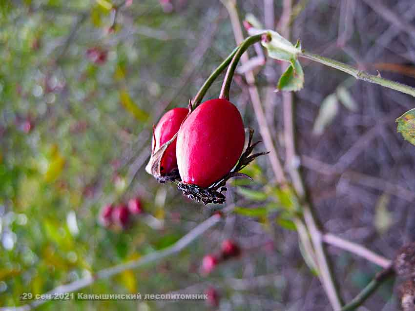 Последний сентябрьский день будет в Камышине облачным и прохладным