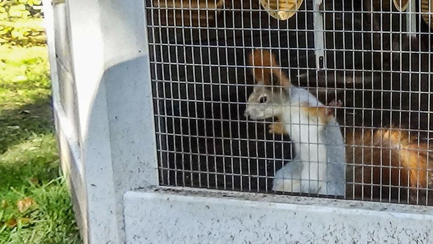 Что Камышин сумел приобрести за год для парков: до сезона отдыха в них уже пошел «обратный отсчет"