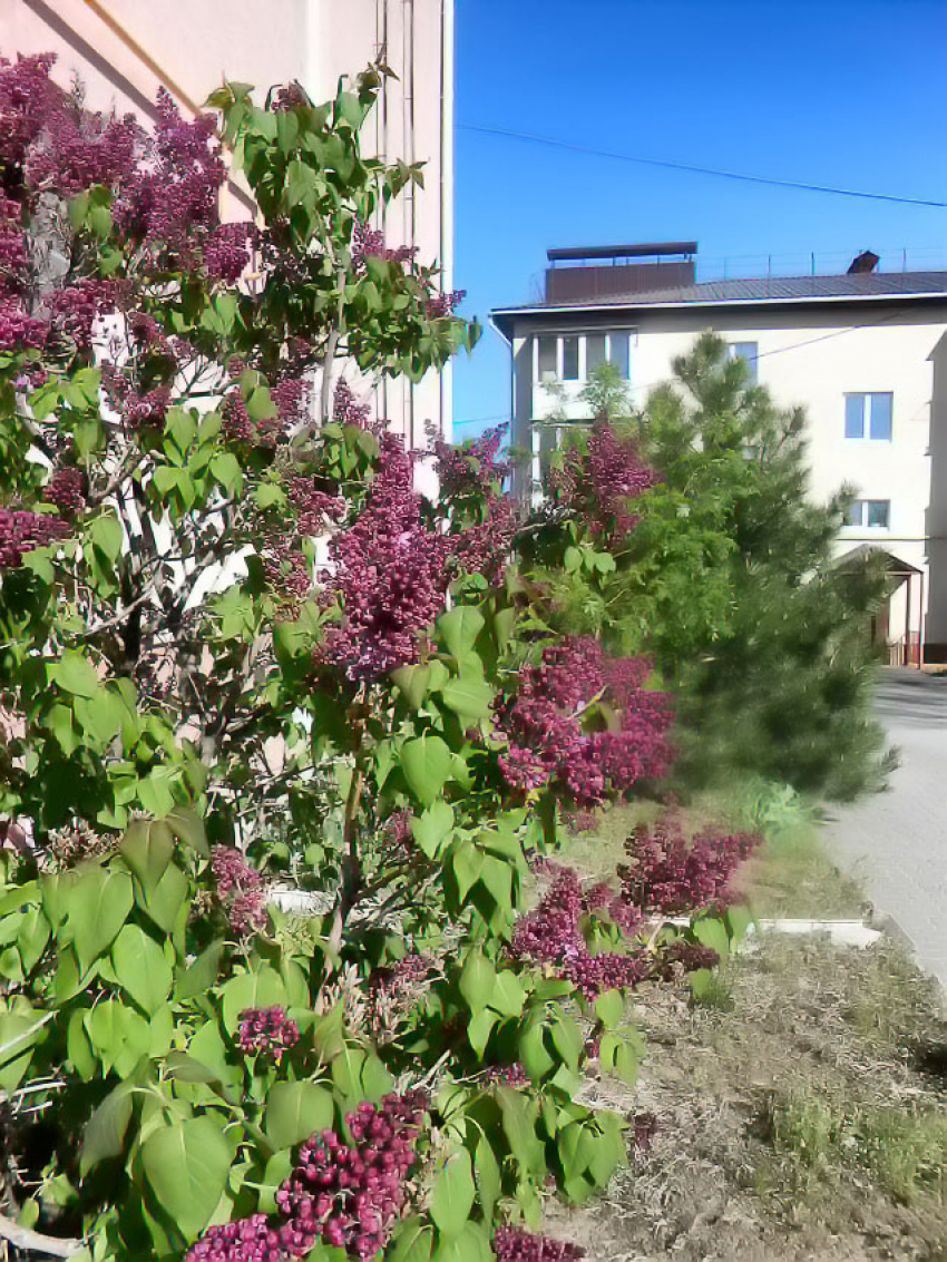 Администрация Камышина перед праздниками вновь охватила горожан «методичкой» по сбору крупногабаритных отходов