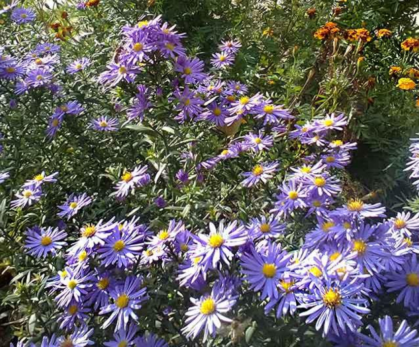 Погода: в Камышин, наконец, «заглянет» небольшой дождик