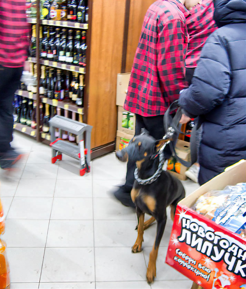 Здоровенные собаки в магазинах Камышина уже «делают покупки» с людьми «на равных"? - камышанка
