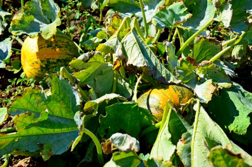 Администрация Камышинского района хвалится урожаем штирийской тыквы