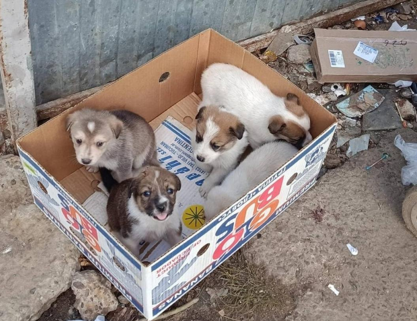 Камышане пытаются куда-то пристроить трогательных несчастных щенков
