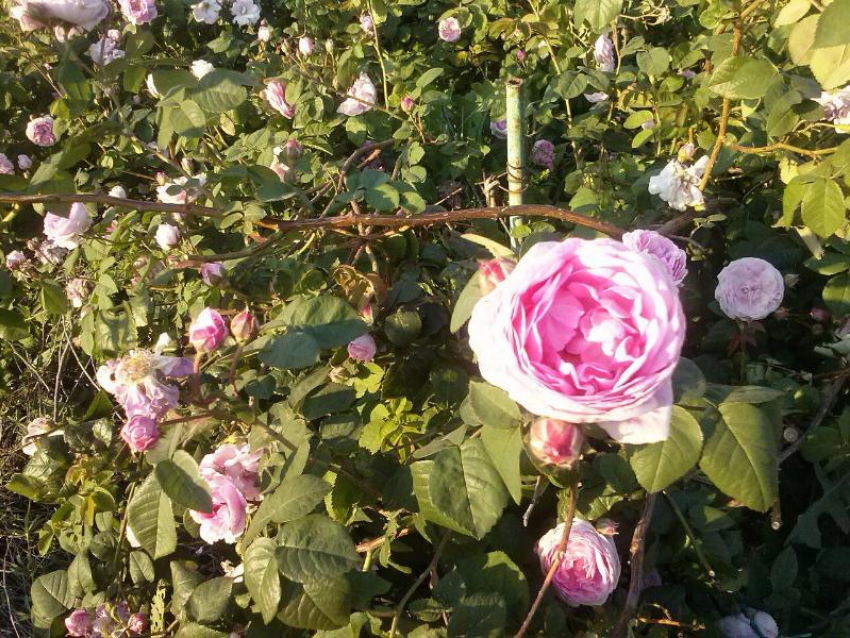 Камышане знают, что делать с чайной розой рясно цветущей в Камышине 