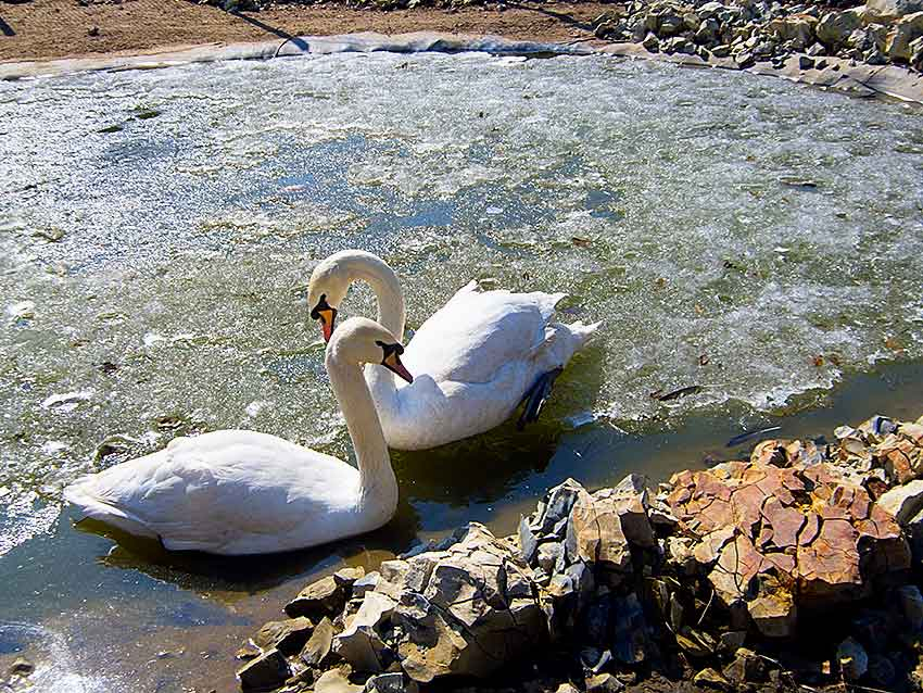 Камышинские лебеди впервые после зимы выплыли на «большую воду"