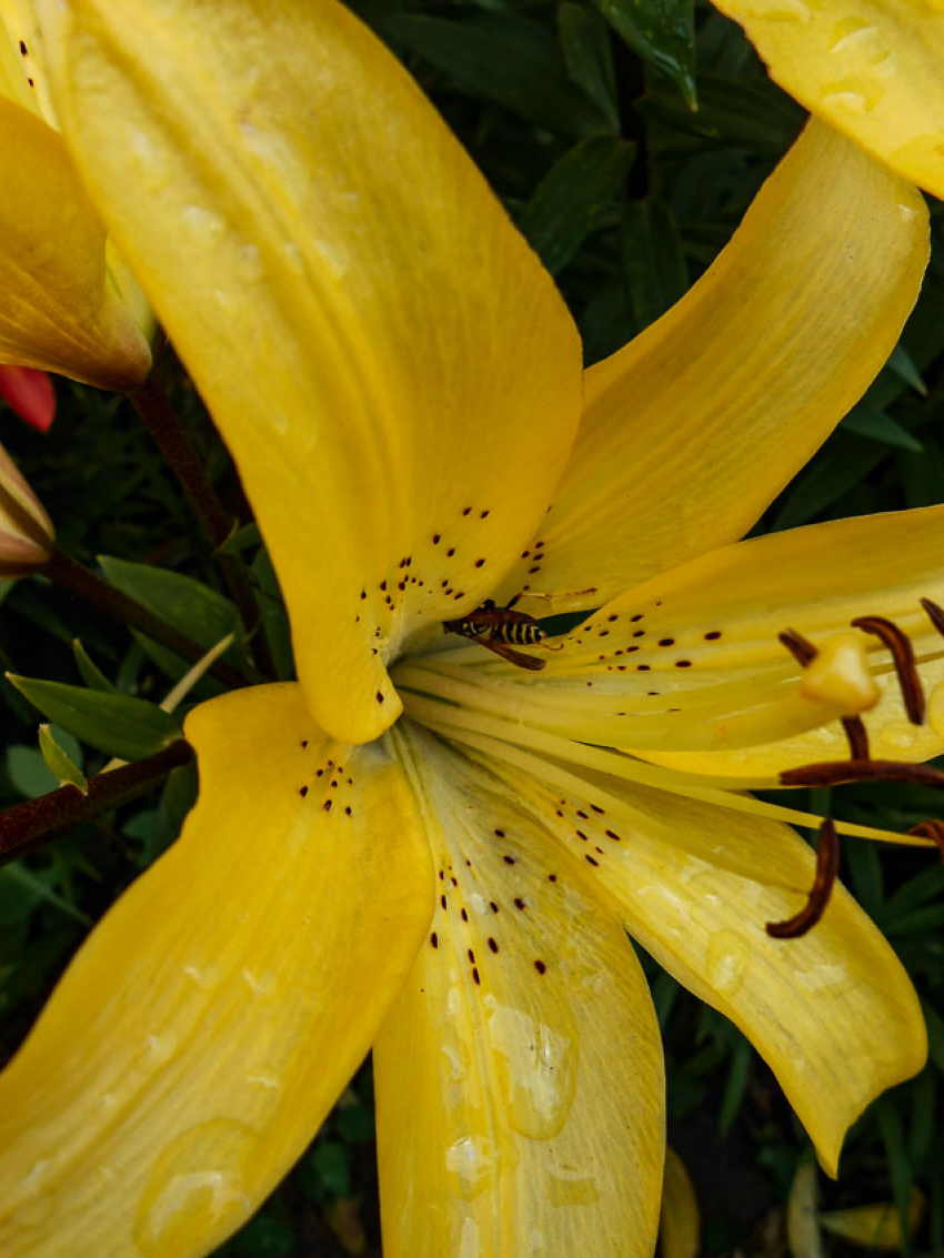 30-градусное пекло уже на пороге, говорят синоптики камышанам