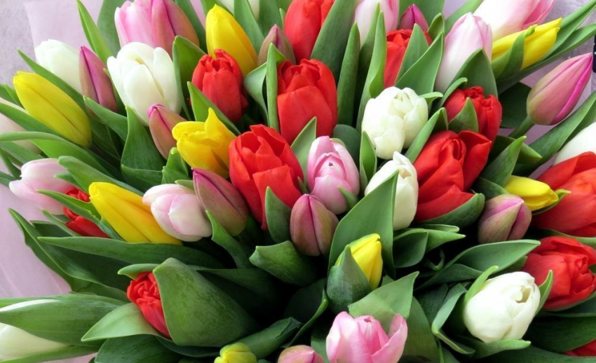 Предприниматели Камышина вырастили на заказ тысячу тюльпанов, которые распустятся к 8 Марта