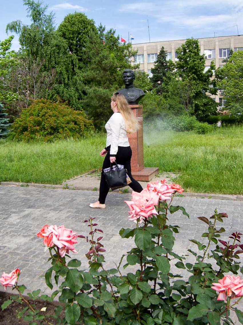 Новый розарий создают в Камышине озеленители, горожане просят их не зацикливаться с цветами только у здания чиновников