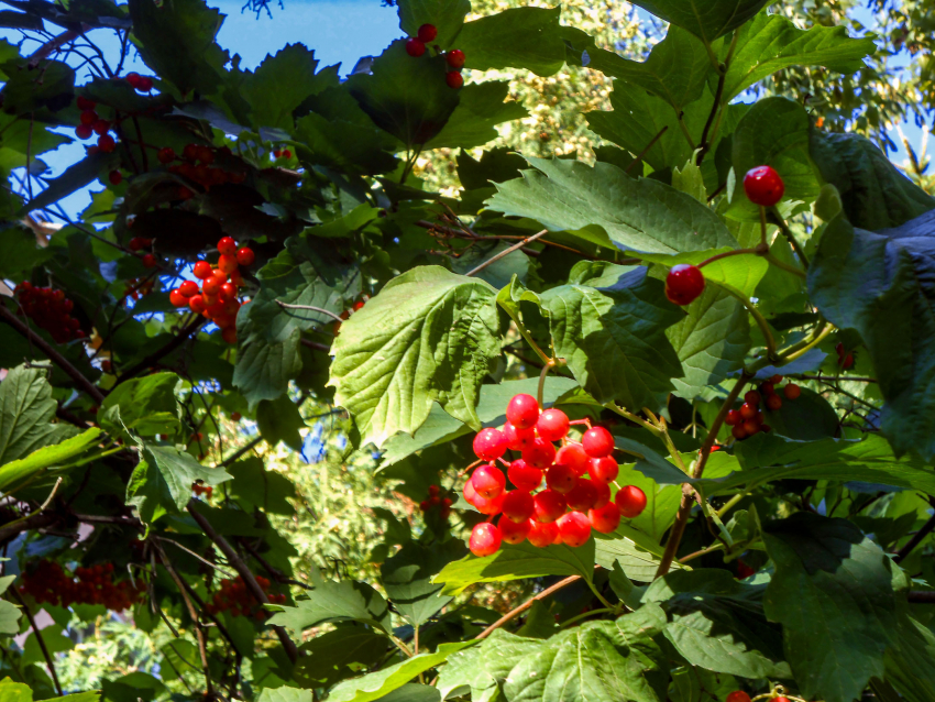 В Камышине ночью 26 сентября столбики термометров опустились до 5 градусов тепла, днем будет +13
