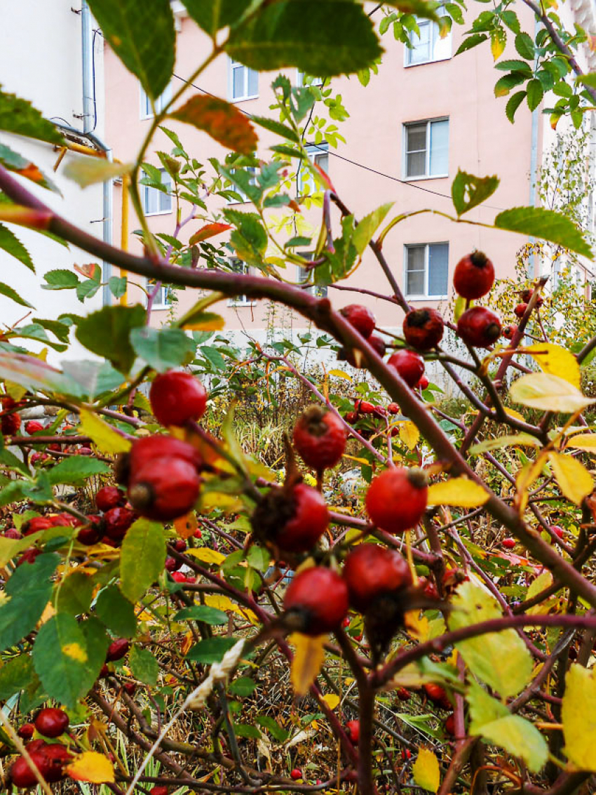 В пятницу 21 ноября камышинские коммунальщики решили «обойтись» небольшими отключениями
