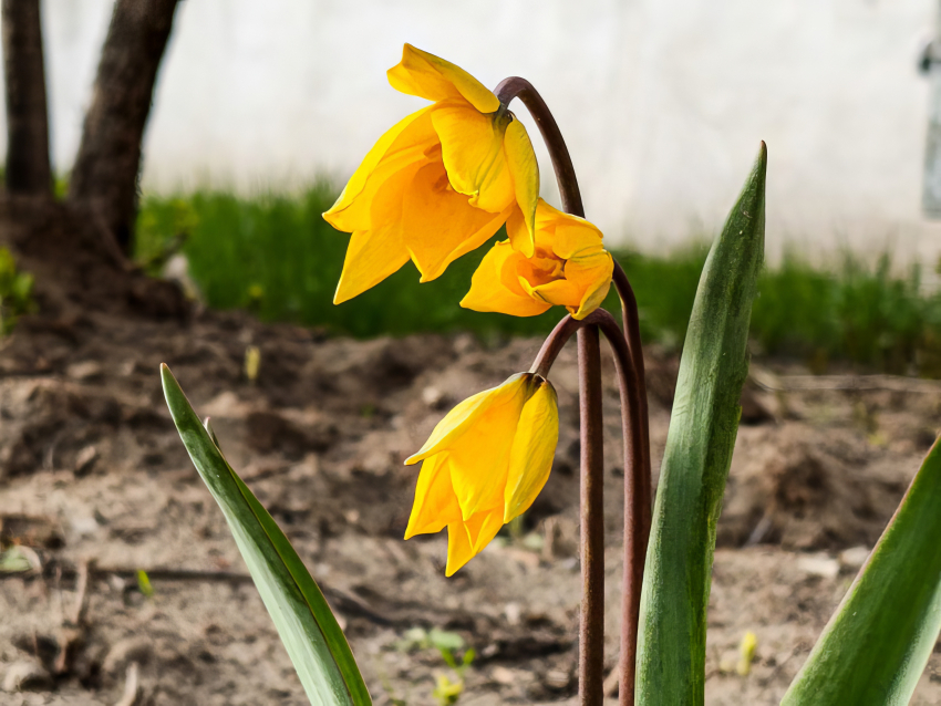 Камышан призывают прекратить массовое истребление распустившихся тюльпанов Биберштейна  