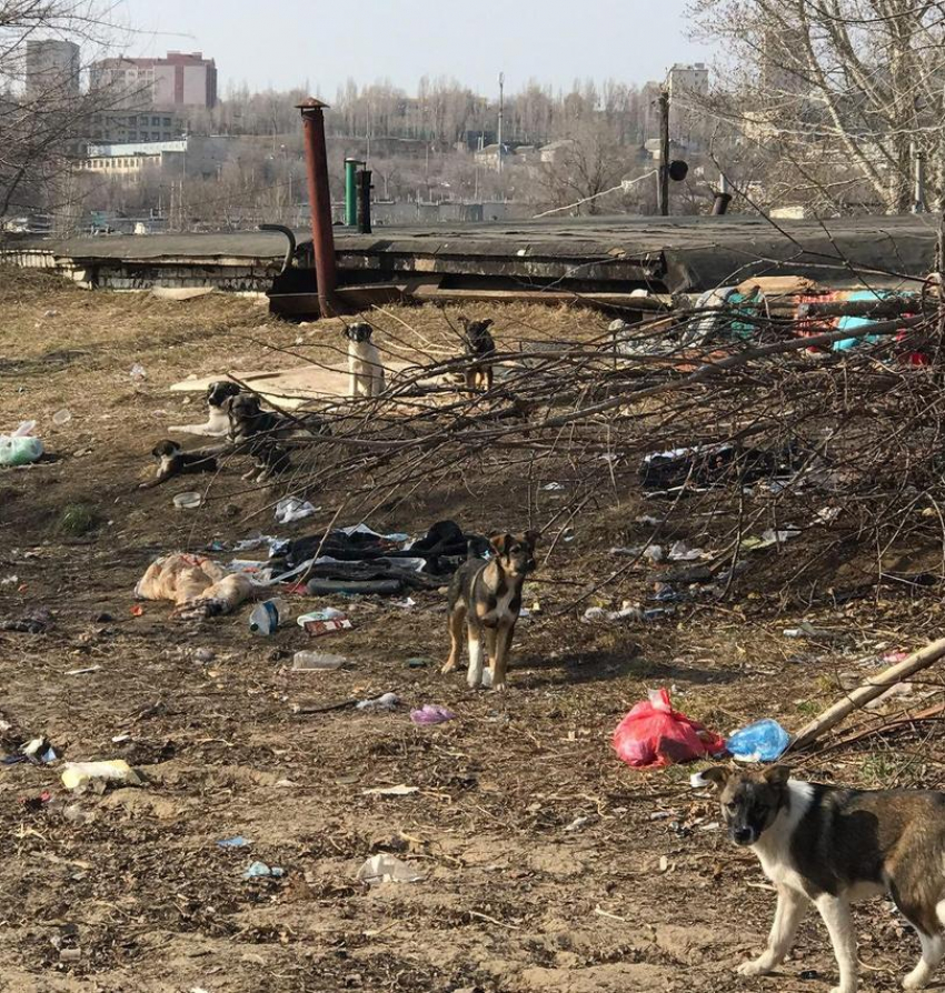 В Кремле призвали гуманно умертвлять бродячих собак