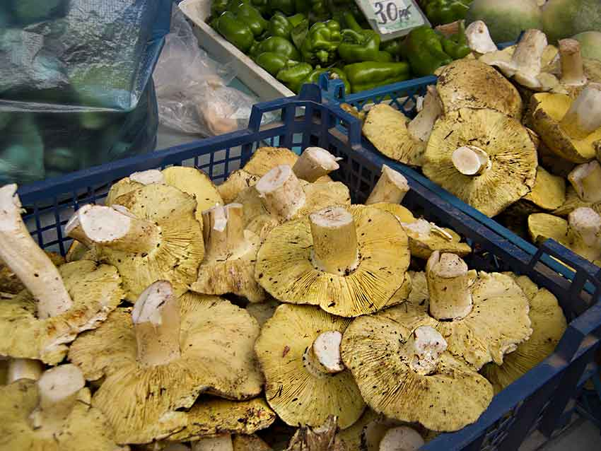 Несмотря на тяжелые случаи отравления камышан грибами, камышинские рынки  завалены маслятами и рядовками