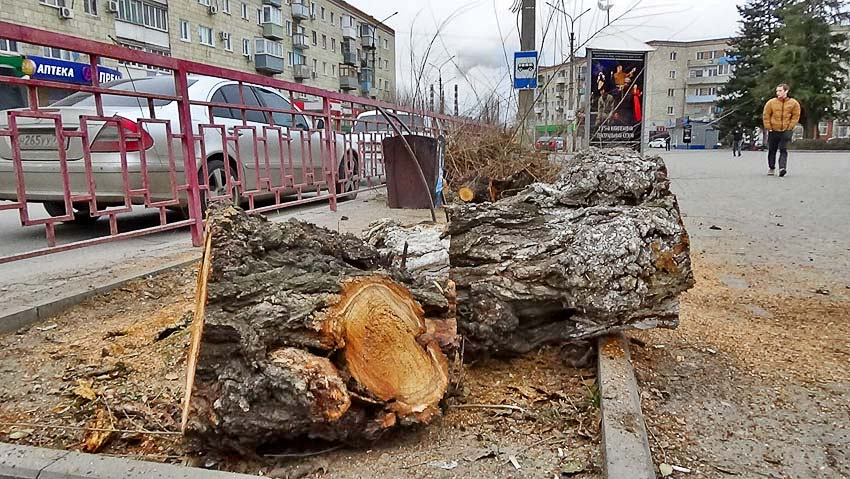 В Камышине сегодня пилили лишние стволы и рубили лишние ветки - готовили город к Новому году