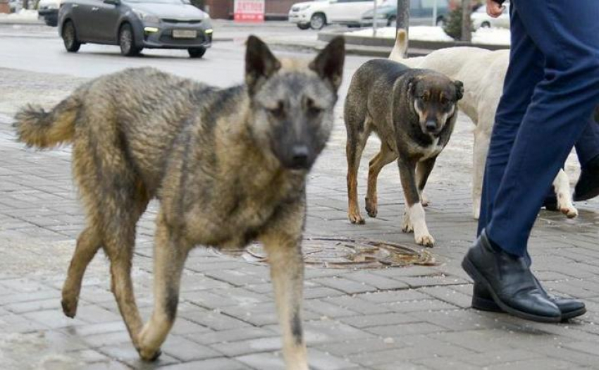 Зараженная бешенством собака покусала детей в Волгоградской области