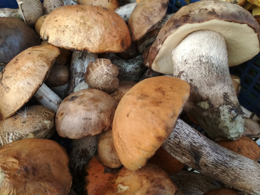 Специалисты Роспотребнадзора неожиданно выступили с рекламой полезности грибов