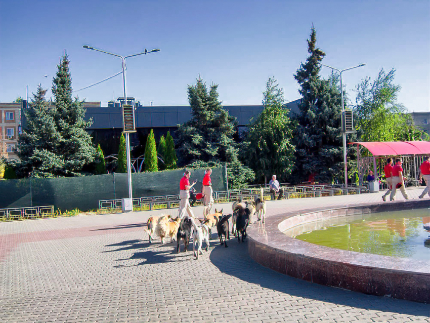 Волгоградский политолог порассуждал на тему узаконенной эвтаназии собак 