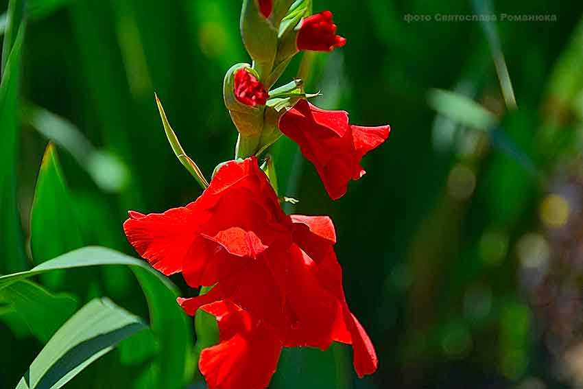 В Камышине жара пошла в наступление