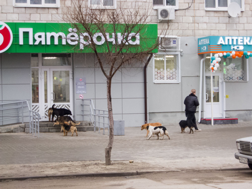 В Волгоградской области суд удовлетворил еще один иск пострадавшей от укусов бродячих собак
