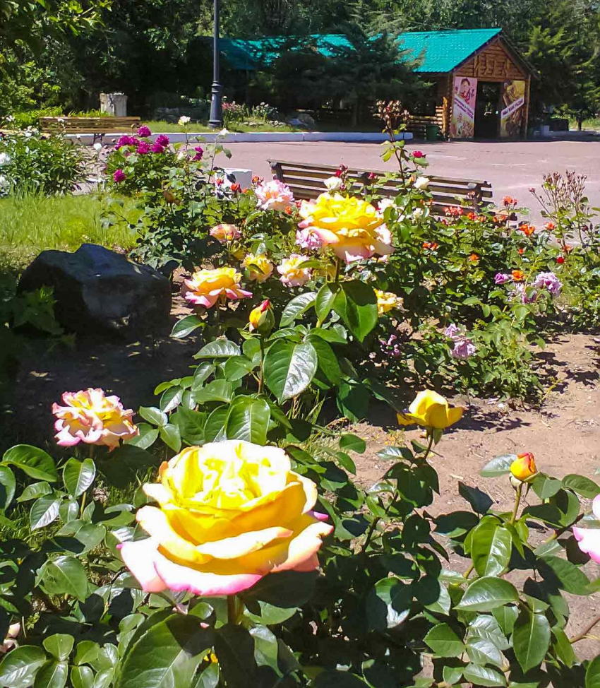 Камышин продолжает оставаться под властью августовской жары