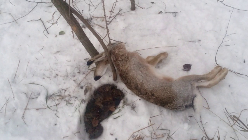 Волгоградская природоохранная прокуратура закрыла доступ к «методичкам» по изготовлению ловушек и силков для несчастных животных