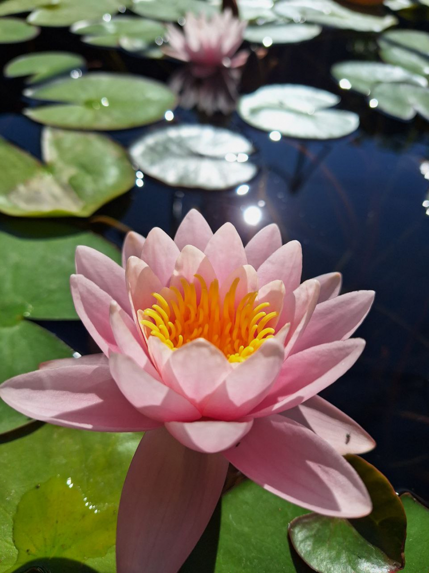 Камышан зовут отдохнуть от суеты в ботаническом саду в Волгограде